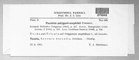 Puccinia polygoni-amphibii image
